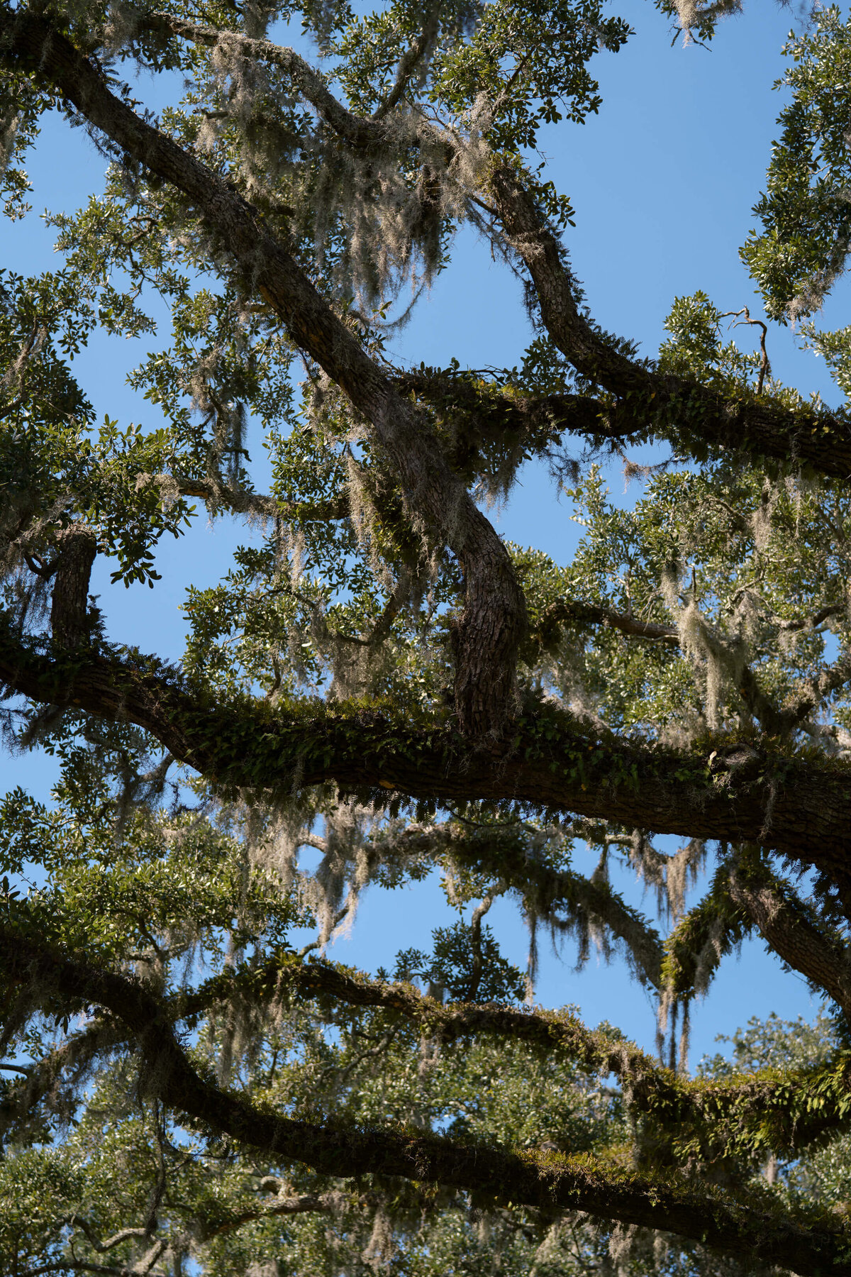 Engagement-Session-At-Palmetto-Bluff47