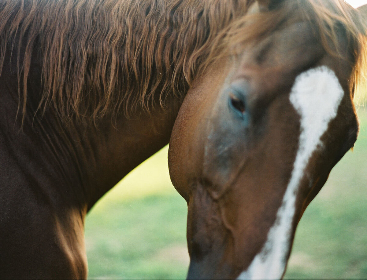 Saratoga-horse-photographer-360