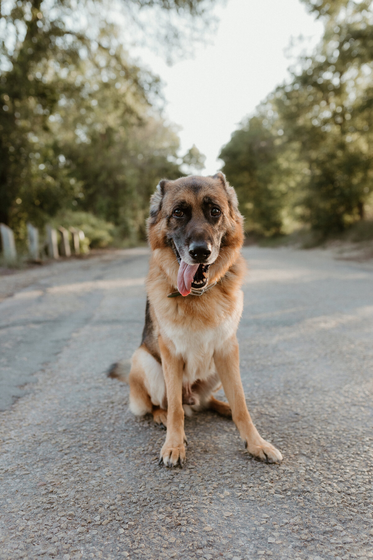 Georgetown Pet Photographer