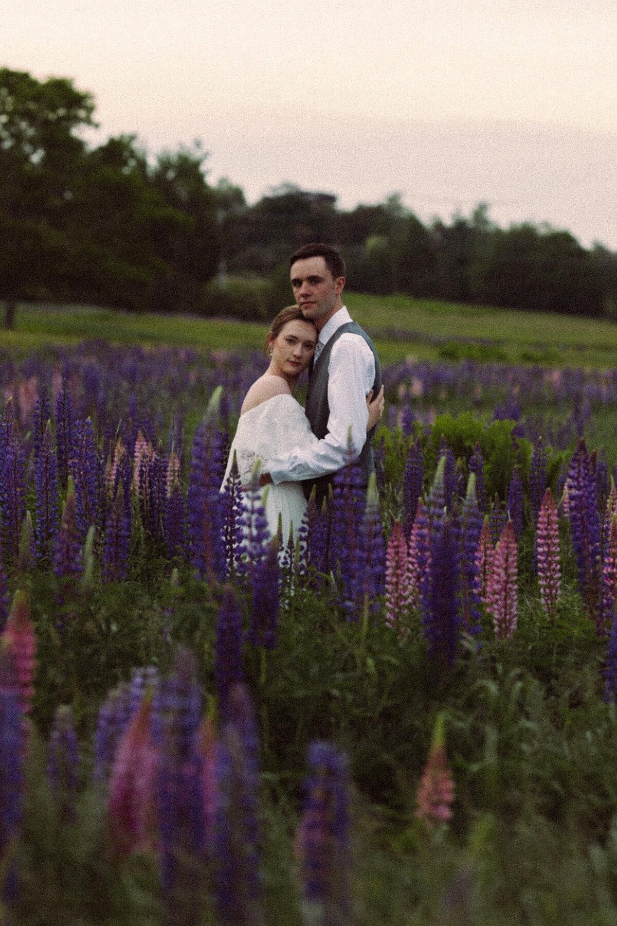 Viewing Lupines in Maine