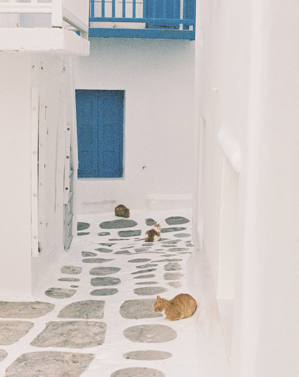 A film photo in Greece by a Tampa, Florida photographer.