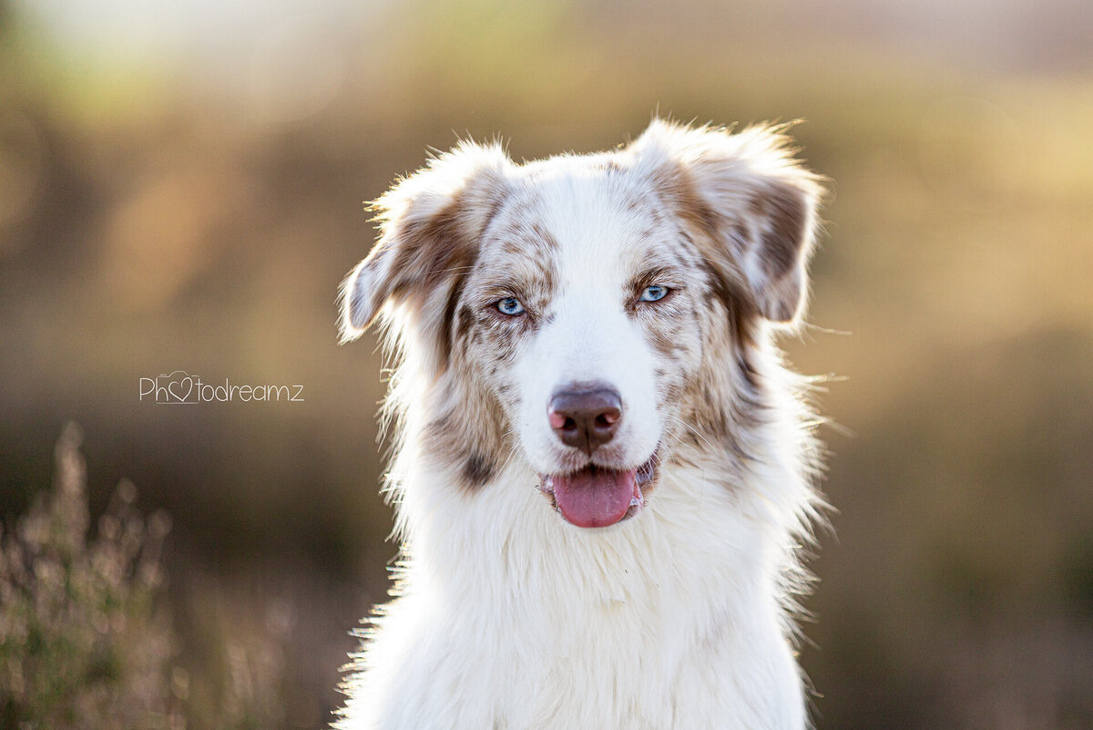 Hondenfotoshoot Australian Shepher in Limburg