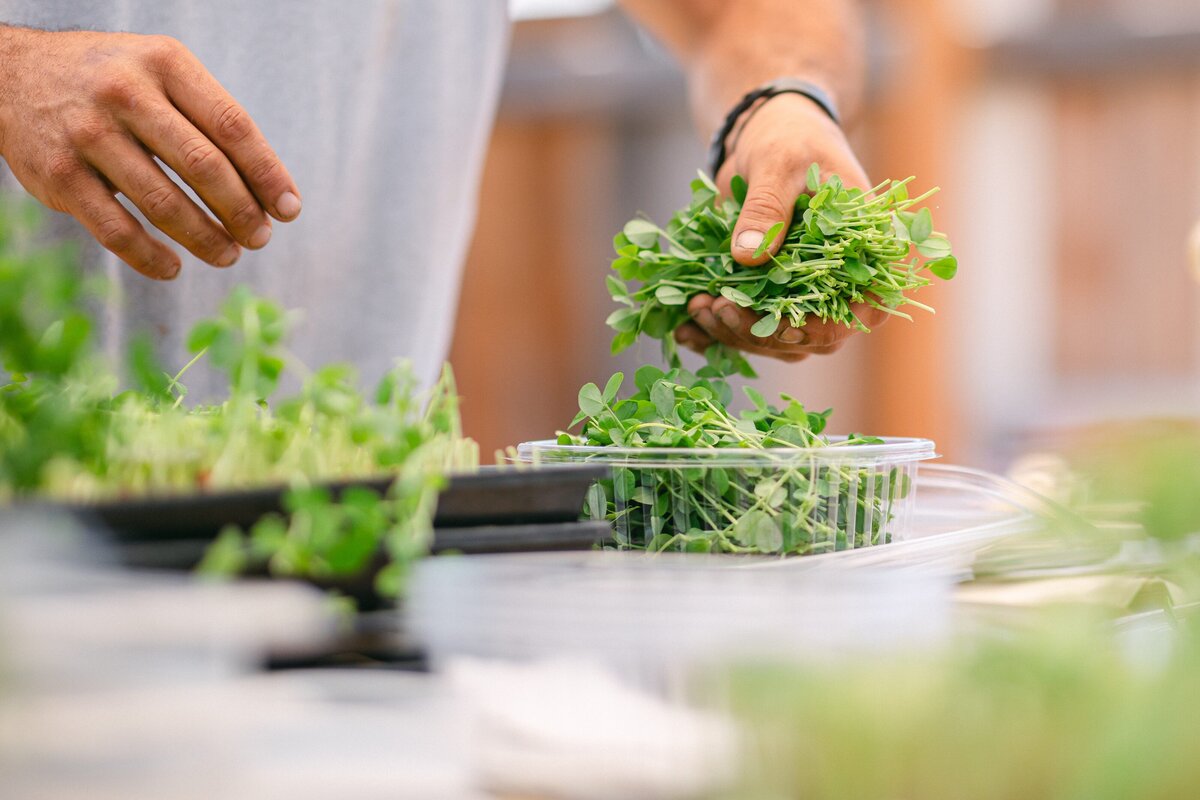 Channel-Islands-Micro-Greens-Local-Farmers-Markets-0061