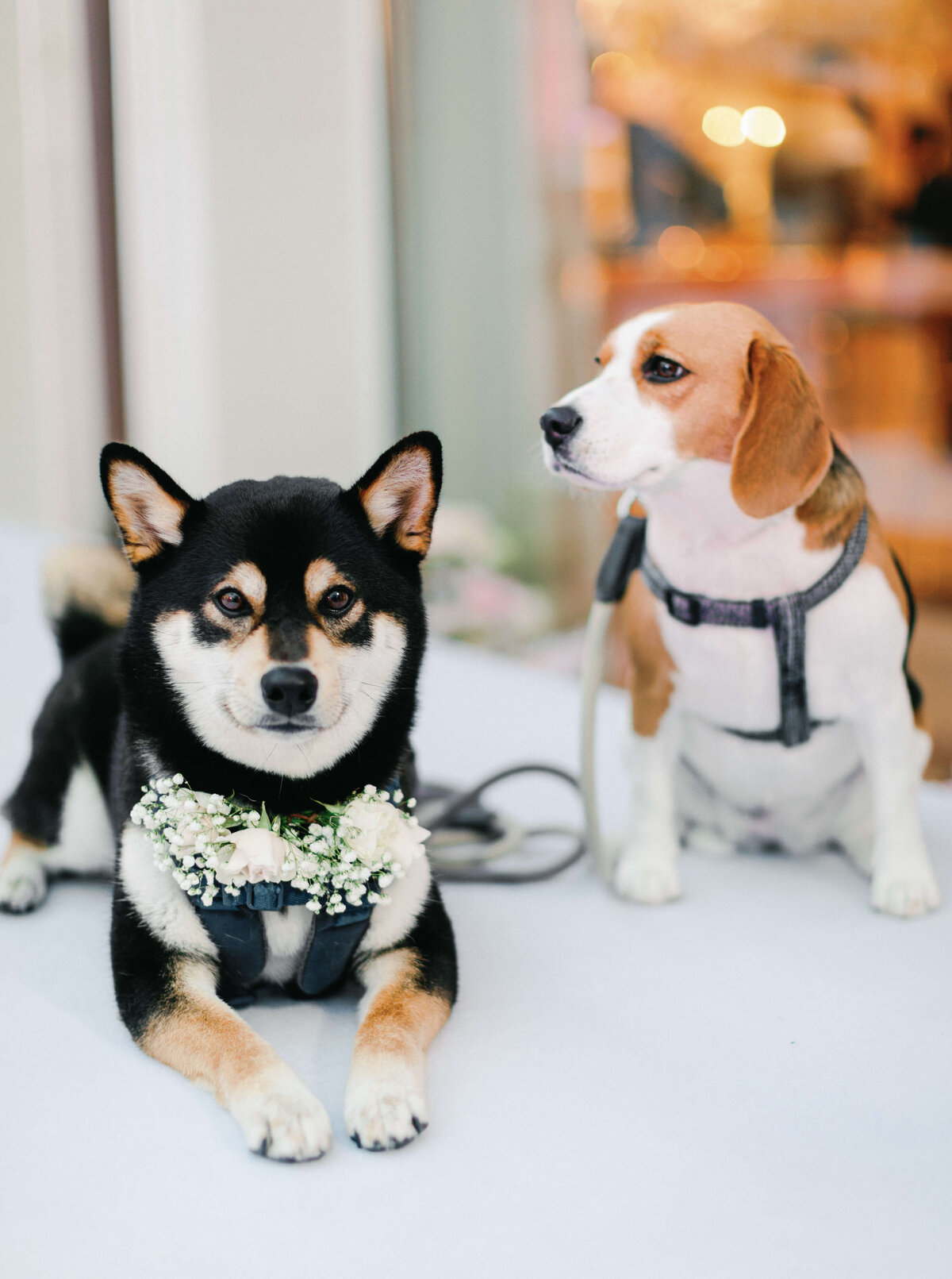 Hong Kong Wedding Dog Decor