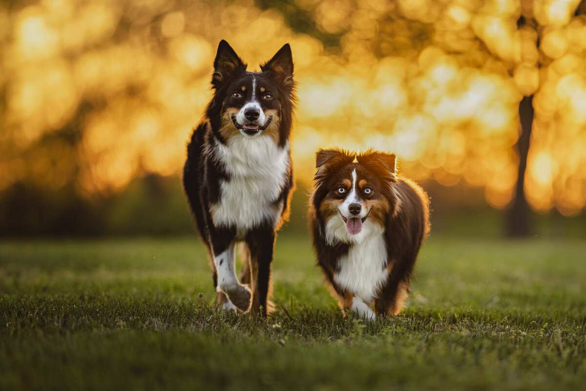 aussie and collie. dogs walking toward camera with golden light behind them