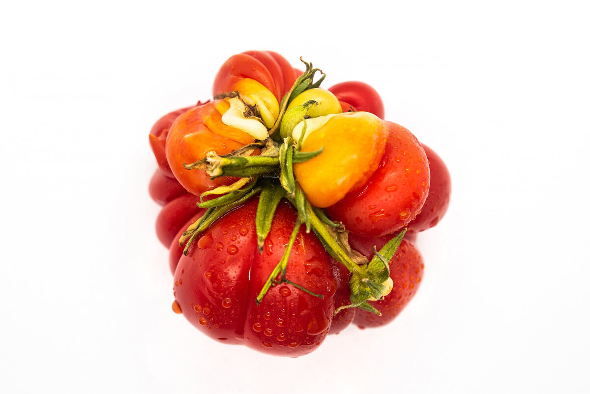 HomeGarden_Tomato_Portraits_StaceyDoylePhotography_DoyleDelights_July2019_-22_R