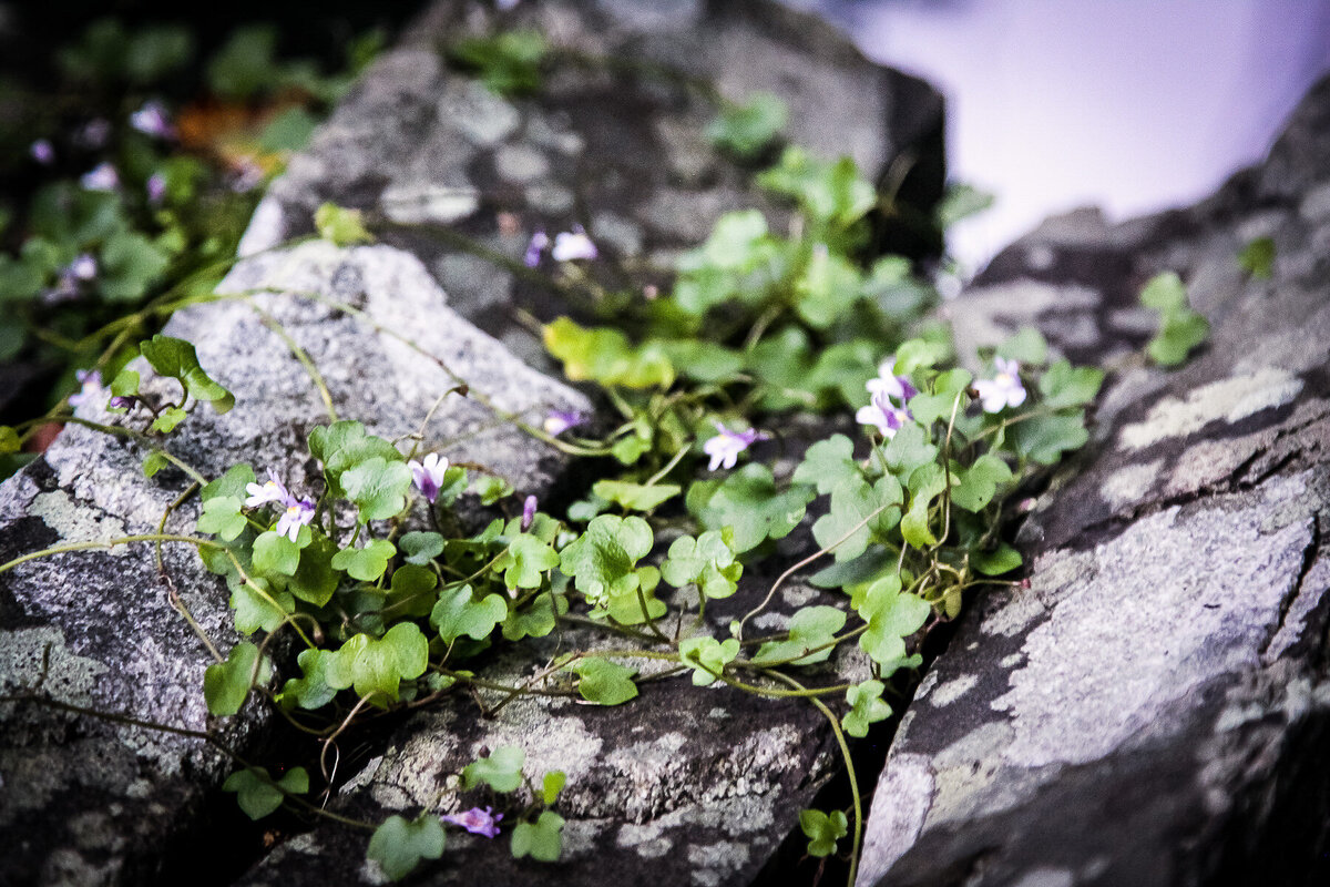 Wild Violets in Stone-2-2 -LES