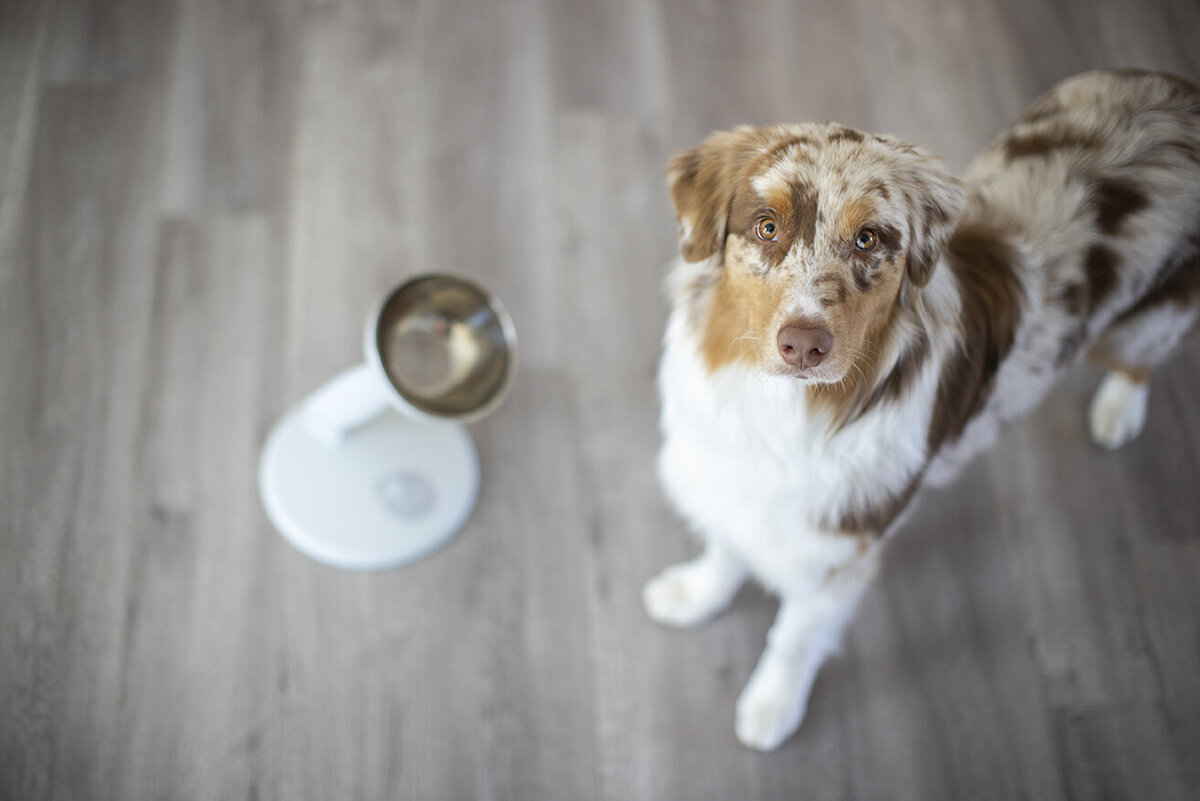 pet-product-photography-1