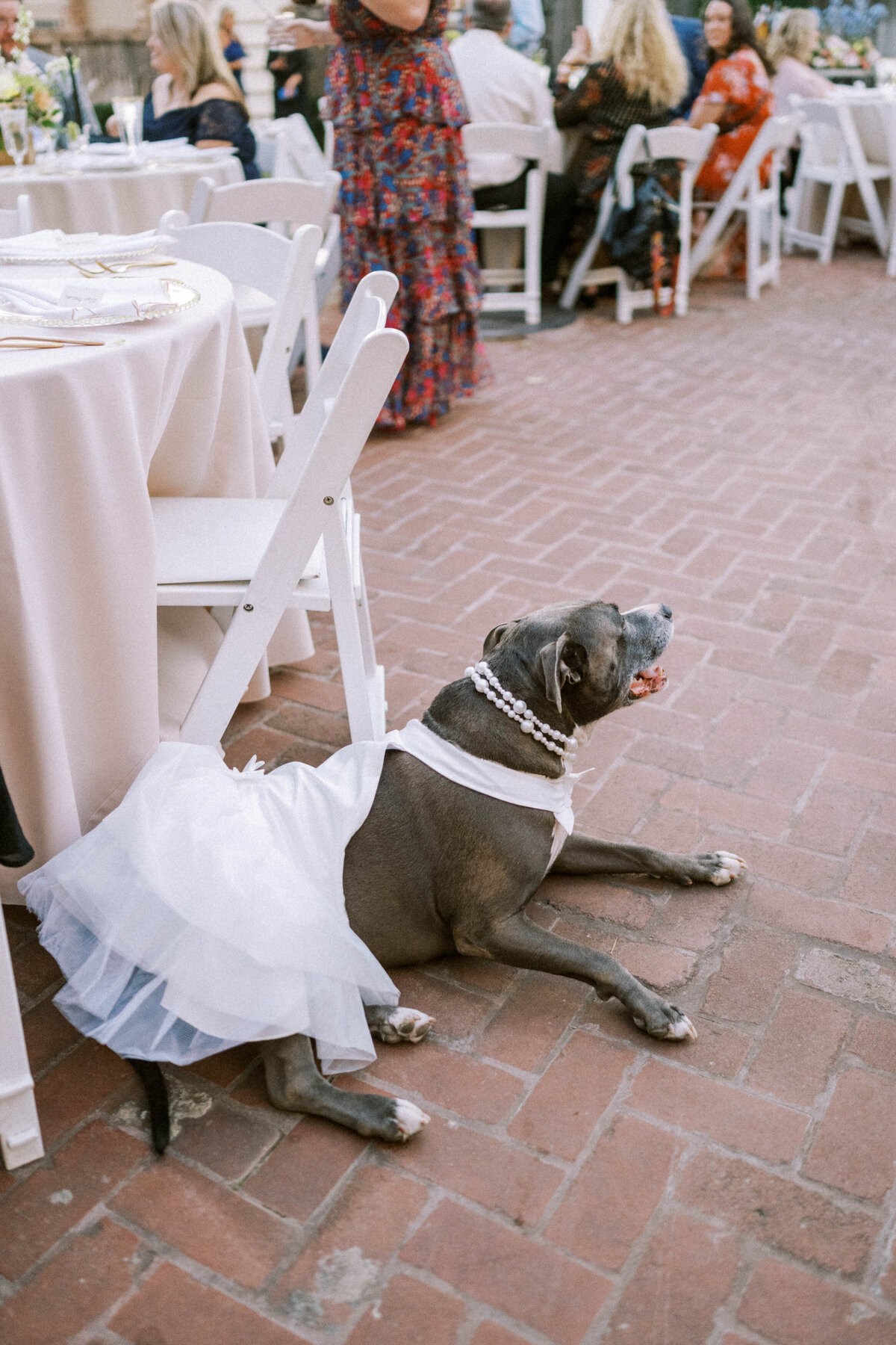 dog-in-wedding-dress-enjoying-reception