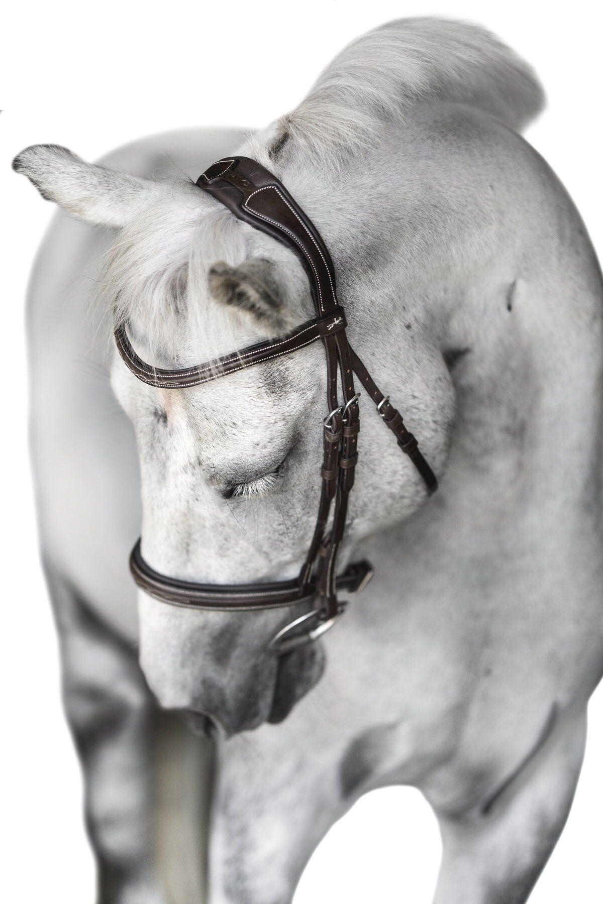 white background horse in north carolina equine photographer