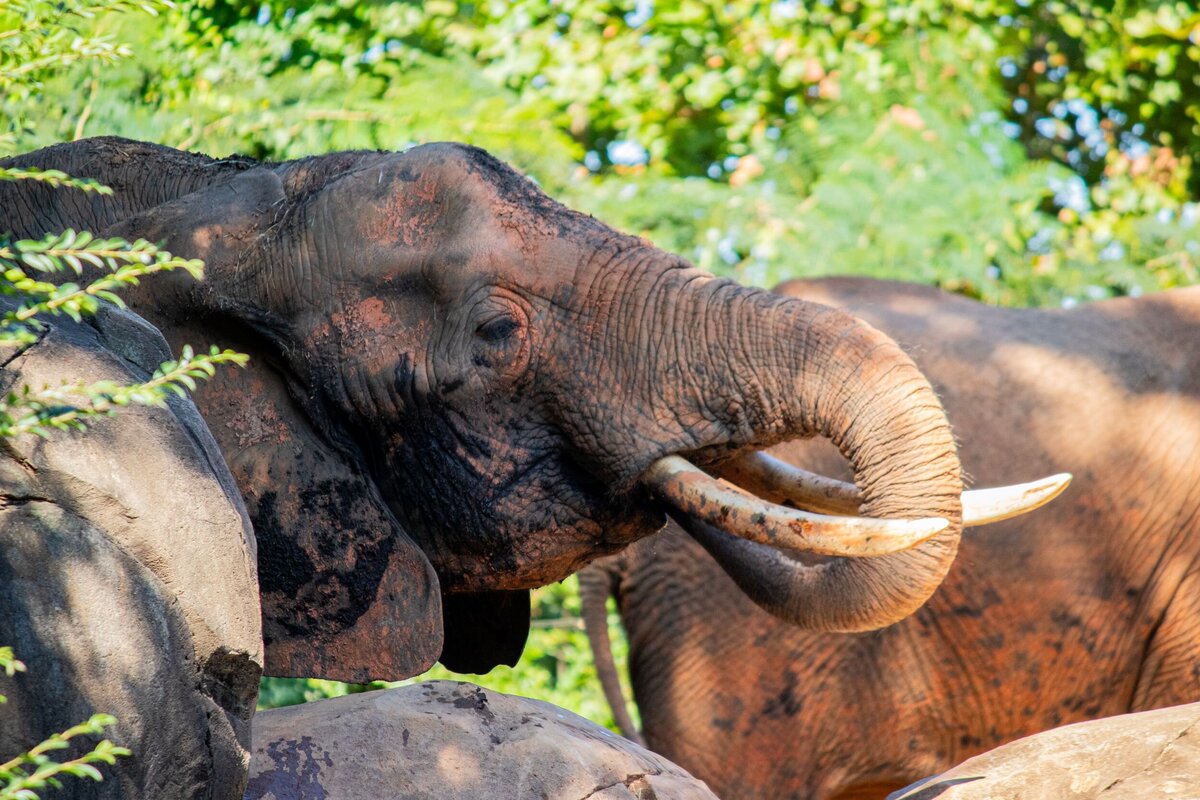 African_Elephant-f820b9dd-2500