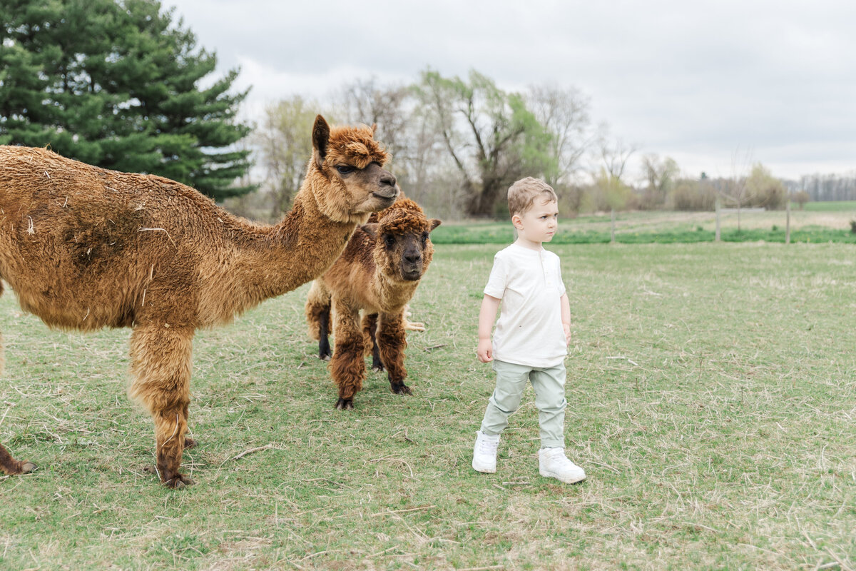 Alpacas-20