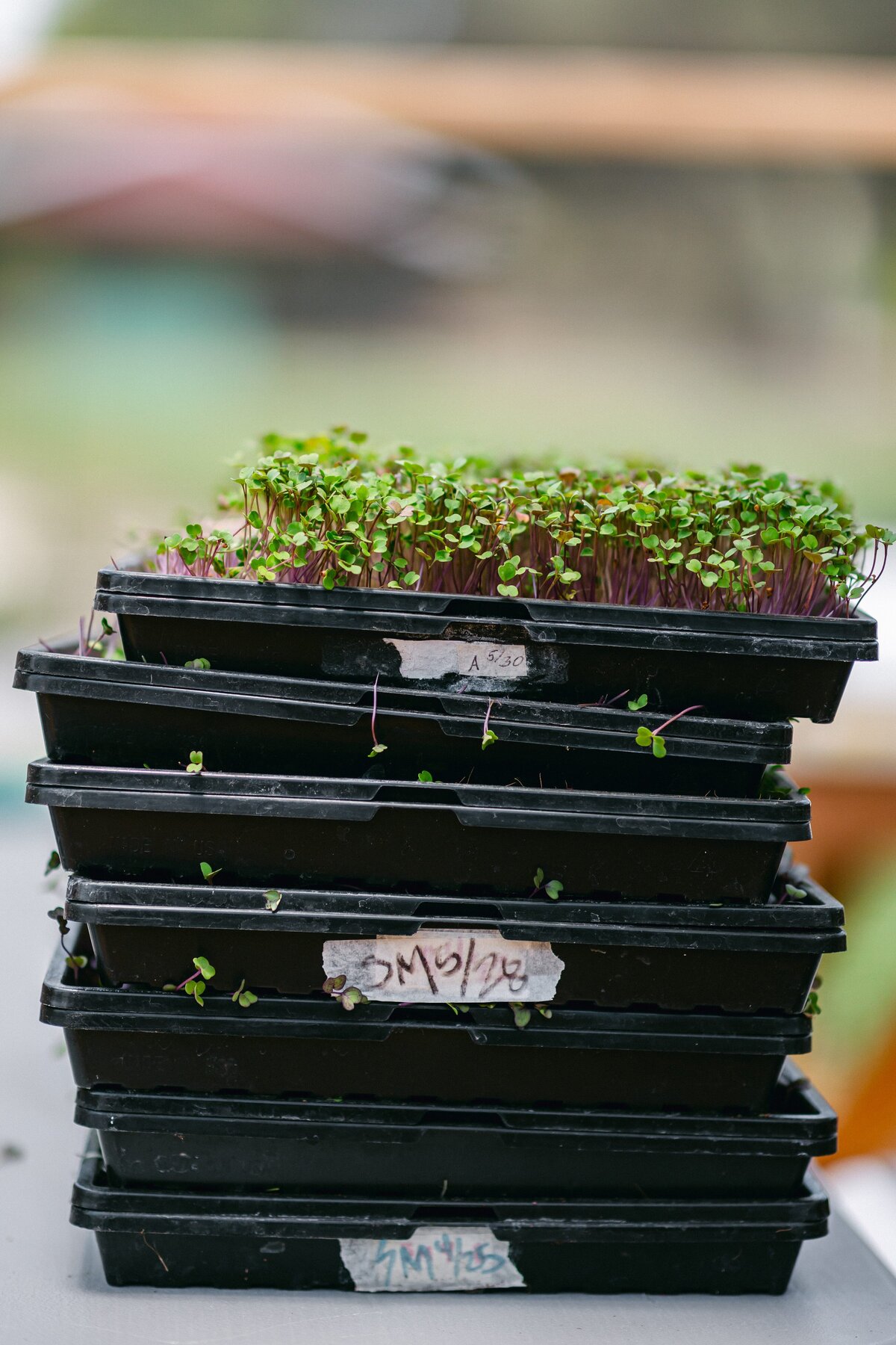 Channel-Islands-Micro-Greens-Local-Farmers-Markets-0063