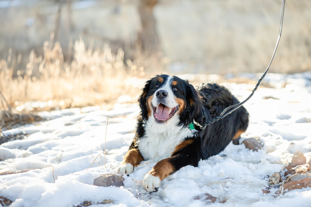 Colorado Springs Family Photography - Bernise Mountain Dog lying in snow