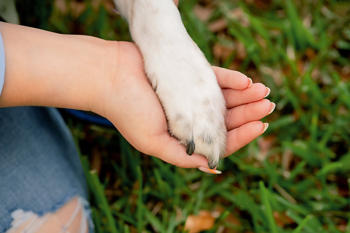 New Orleans Pet Photographer 12