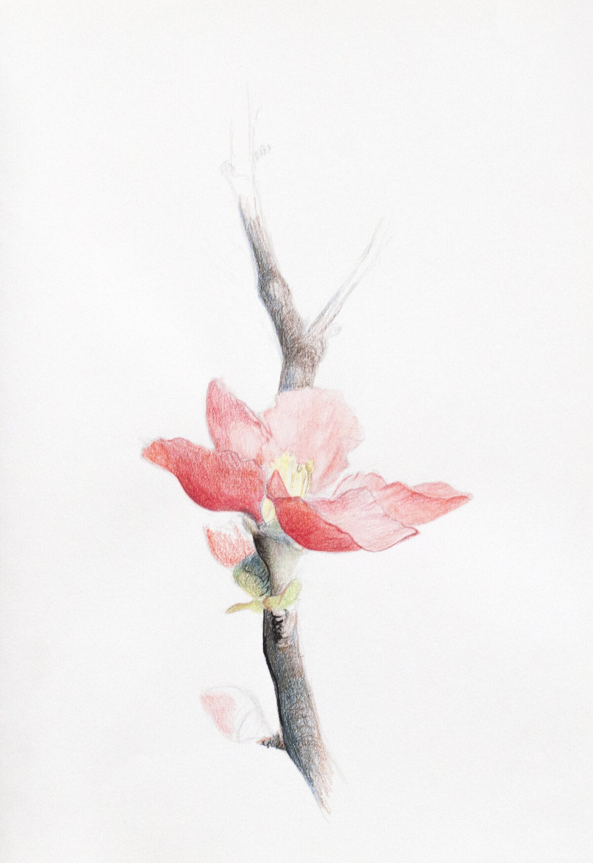gallery drawings (flowering quince)