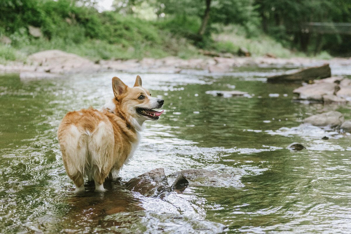 corgi-dog-photography-nj