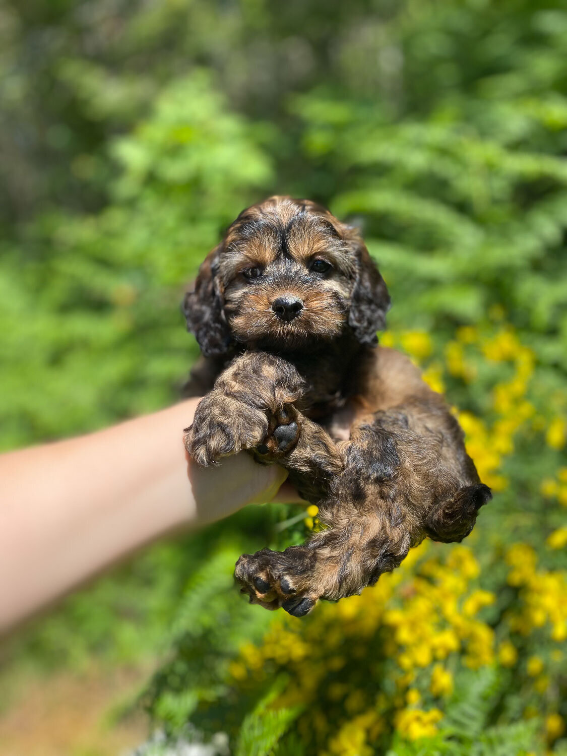 Heavenly Puppies to Love Cavapoo, Cockapoo, and Maltipoo Puppies Photo May 29 2023, 12 46 03 PM52
