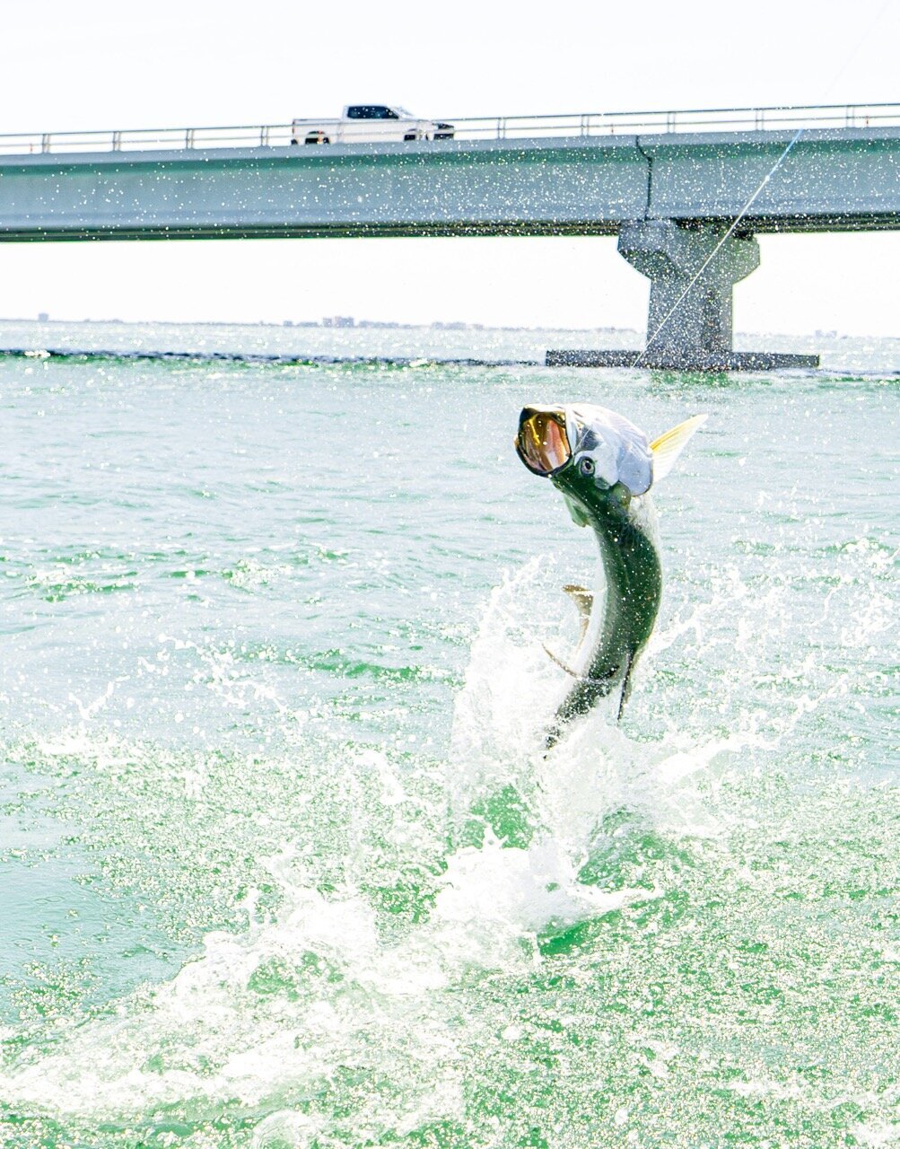 Tarpon_jumping_captain_ryan_butcher_fishing_charters_1