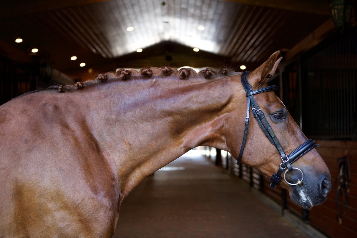 Windwood_Equestrian_horse_sales_breeding_sporthorse_alabama_stallion251