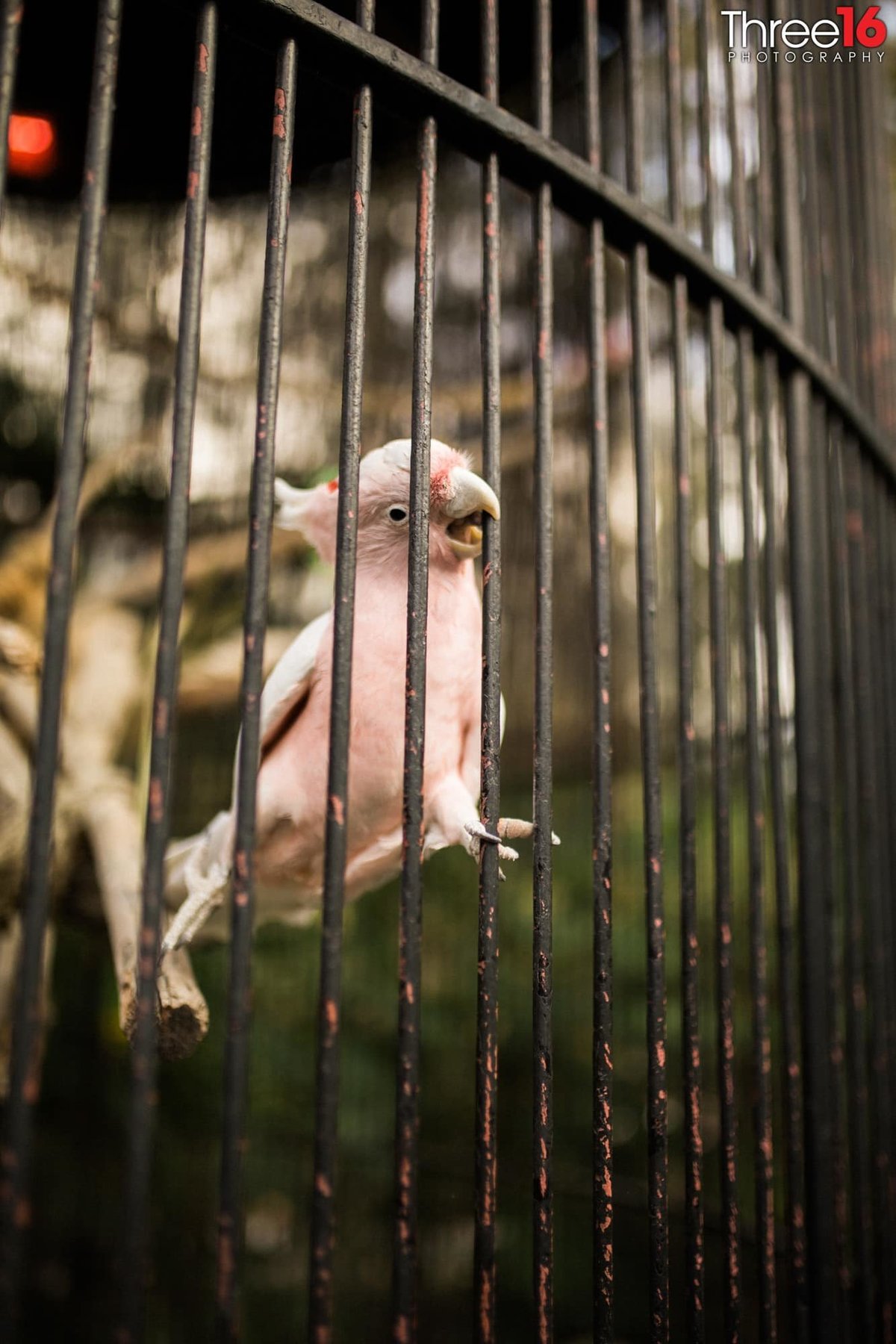 The pink macaw that is part of Ranch Las Lomas Zoo watches from his cage