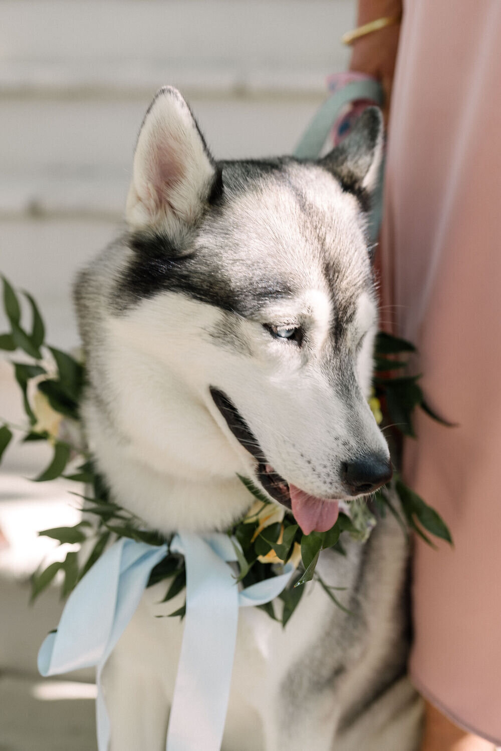 wedding-in-provence-with-dog3