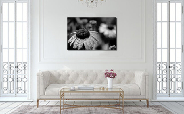 Example of Fine Art Flower Photography black and white print on display hanging on wall in living room