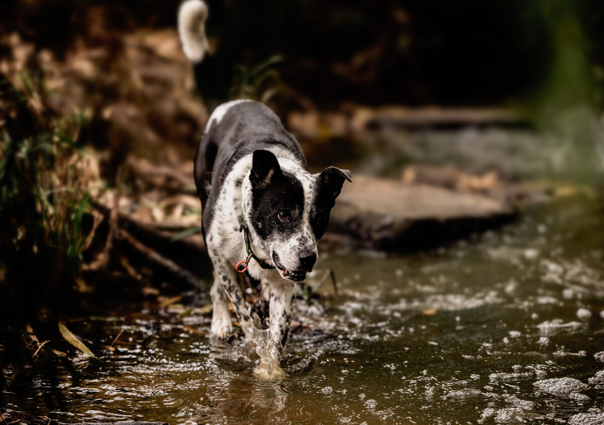 dog in bundamba creek