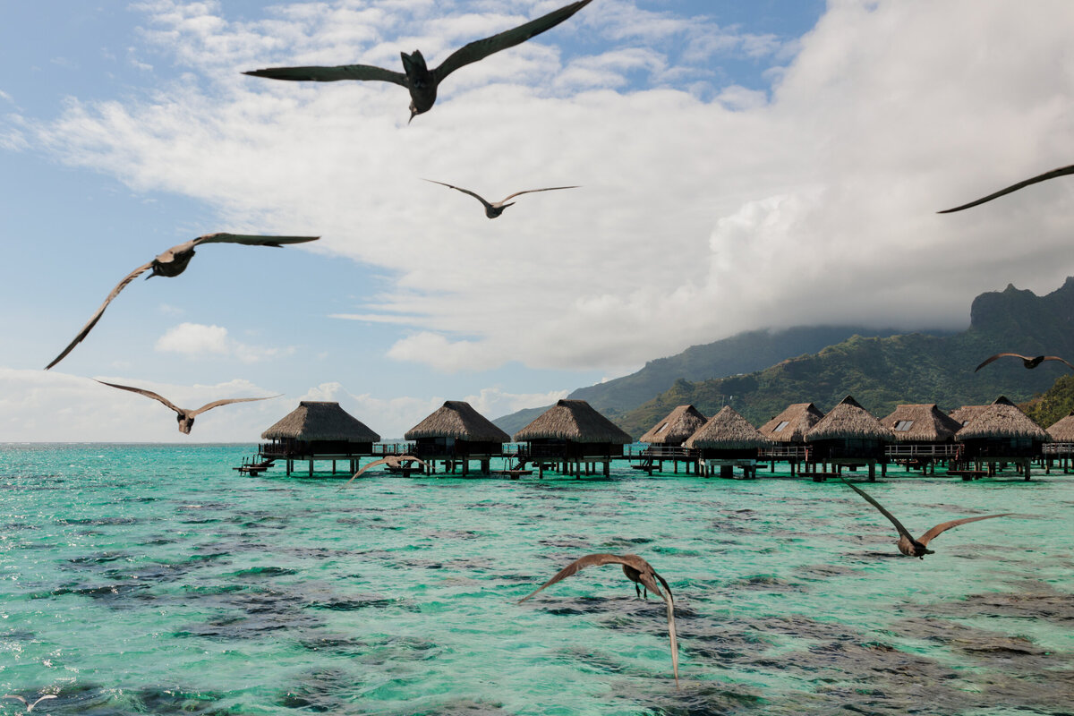birds-flying-across-water-tahiti-elopement