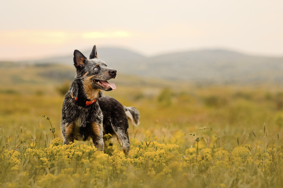 cattle dog mountains