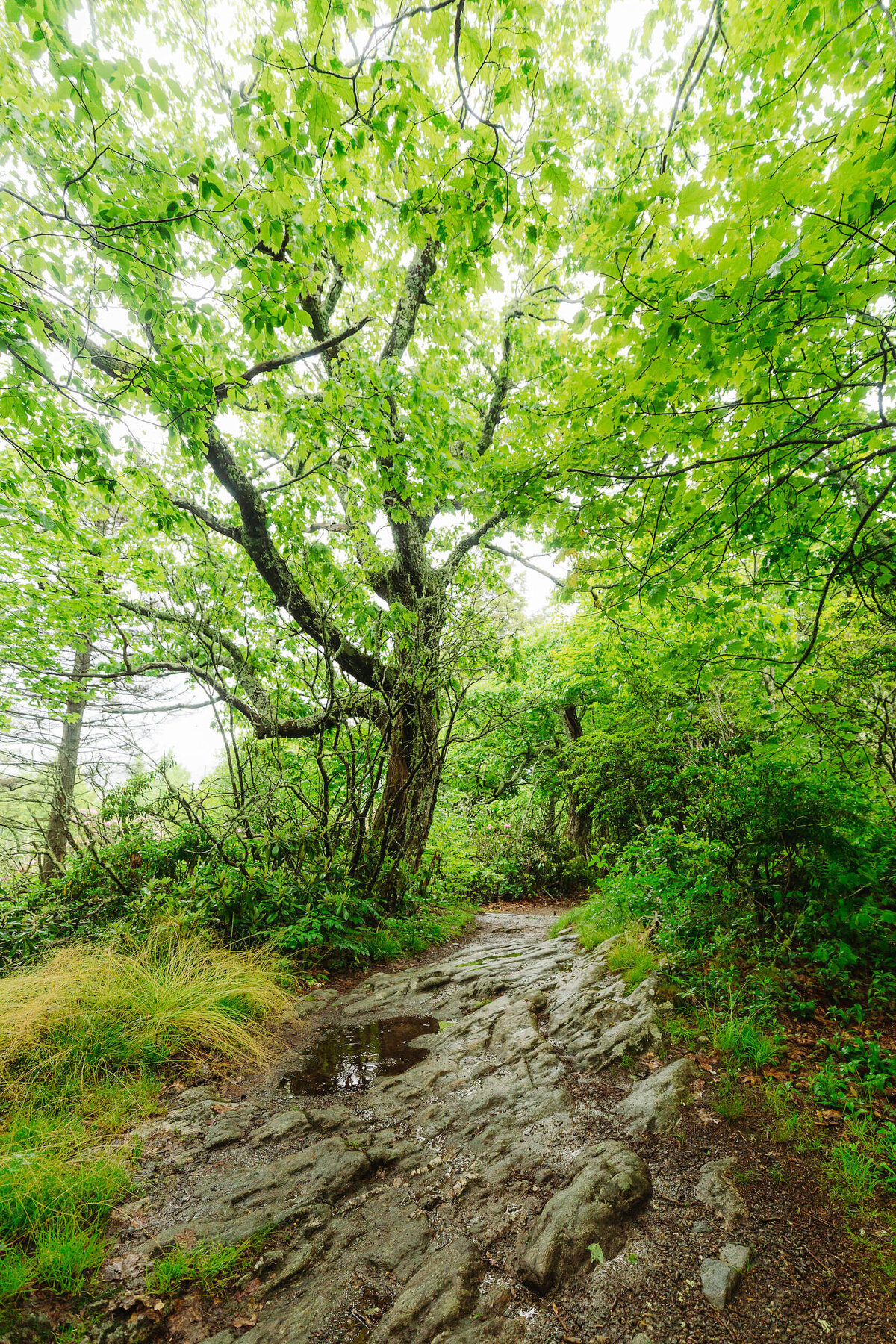Buck-Springs-Gap-Nc-Elopement-5