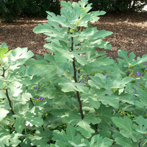Ficus_Brown_Turkey__18715.1530305437