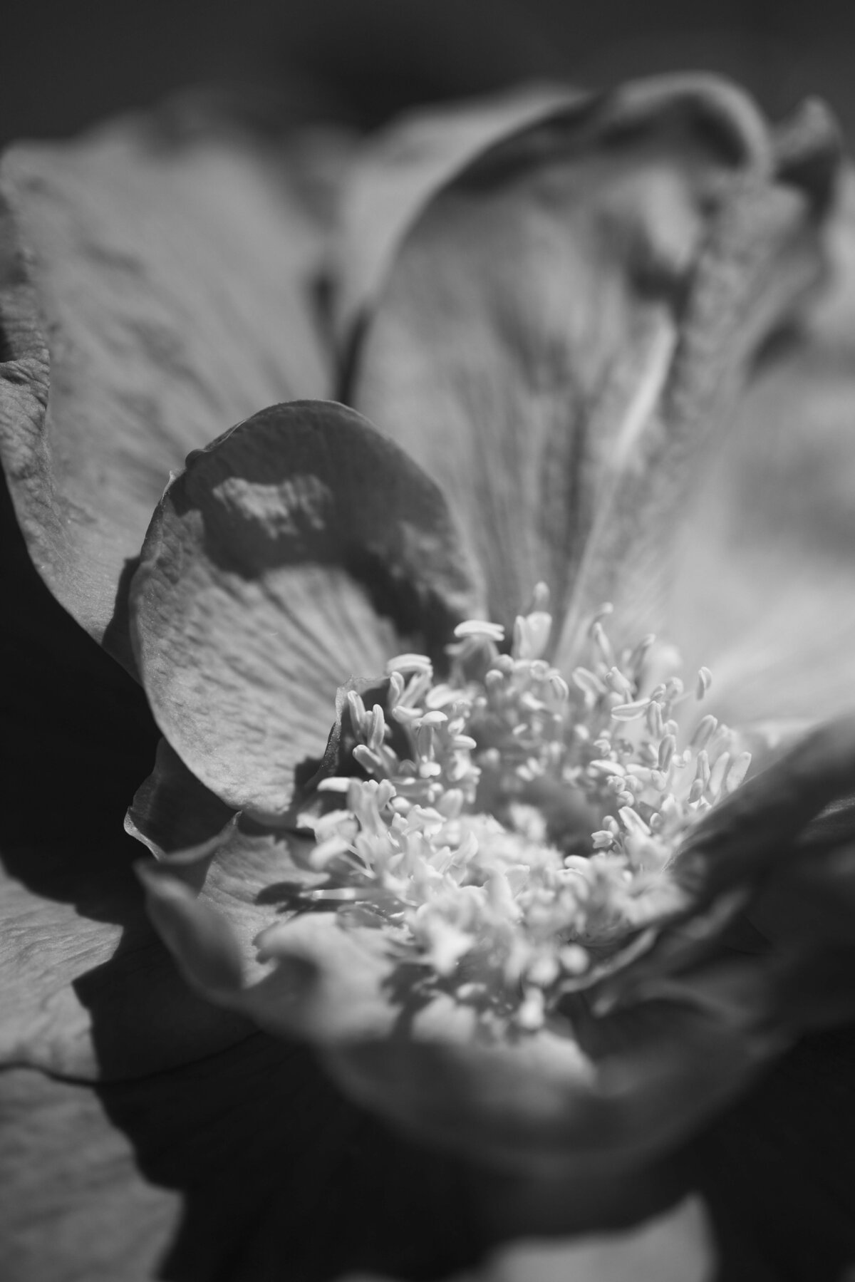_JAL4553 copy
