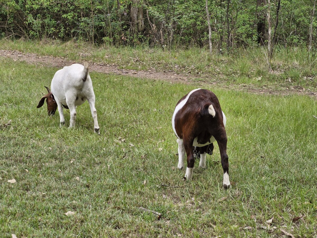 Boer goats grazing