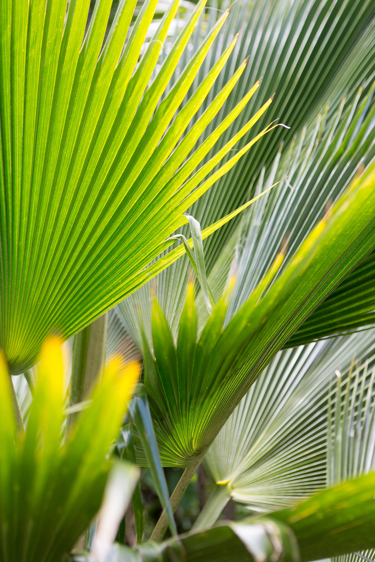Maui-Hawaii-Honeymoon-144