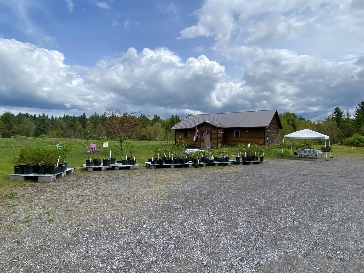 North Country Lilacs storefront on farm with lilacs lined up out front for sale