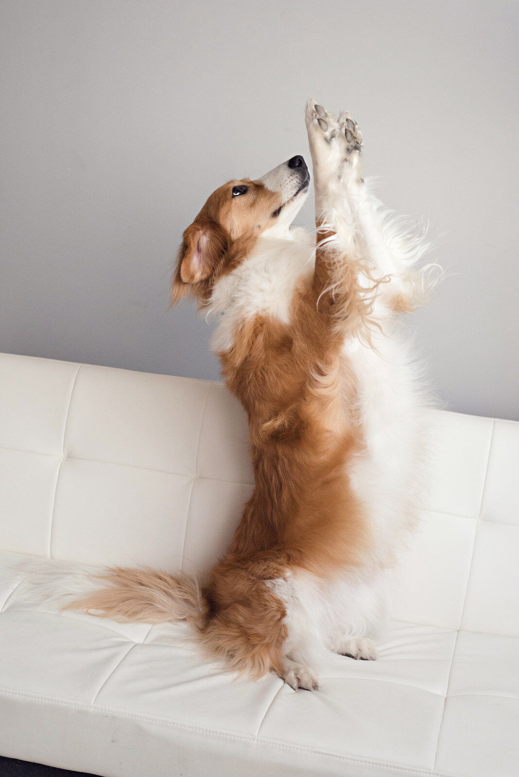 Pet Photography Minneapolis | Megan Engeseth Photography 07