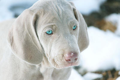 puppyweim