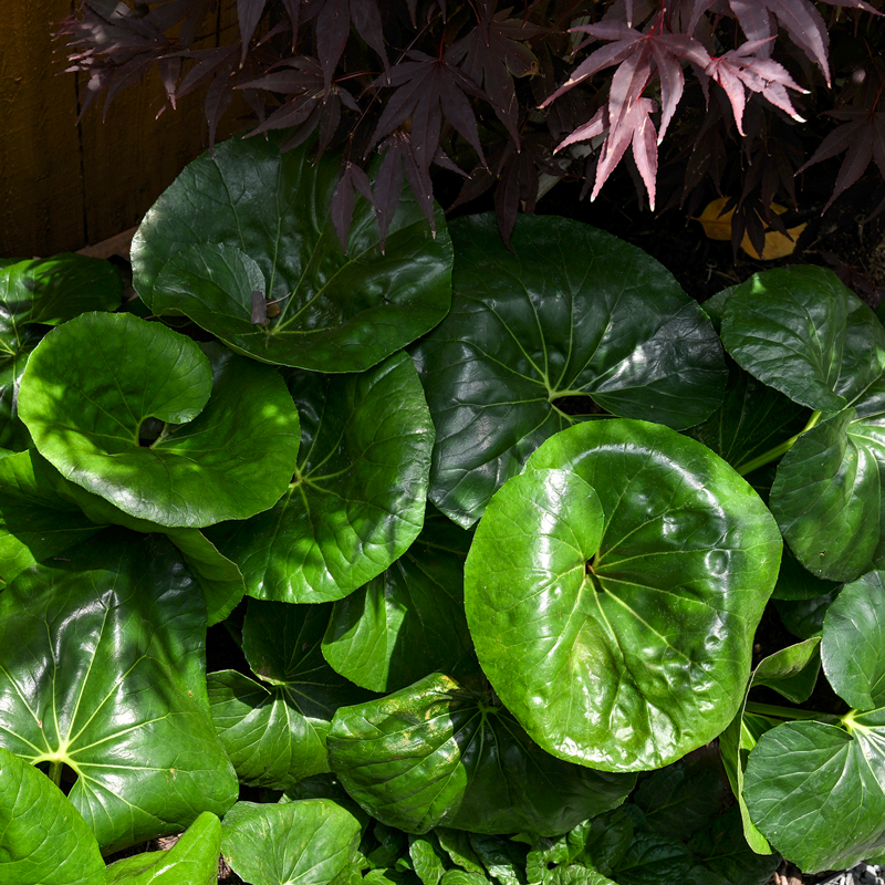 cooper-and-company-about-plant
