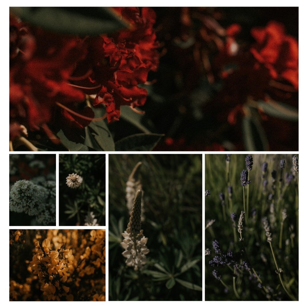 Photography-Textures-Floral