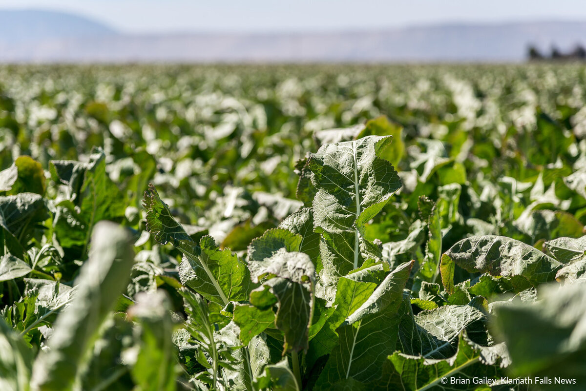 Seus Family Farms Horseradish