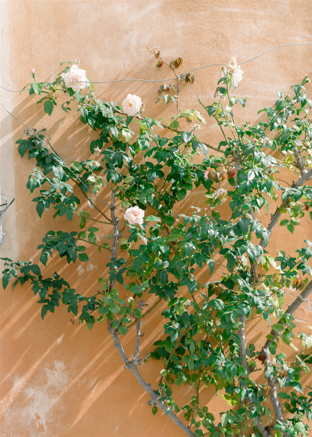 Tuscany Wedding Jamie and Brandon Lauren Fair_Websize_069