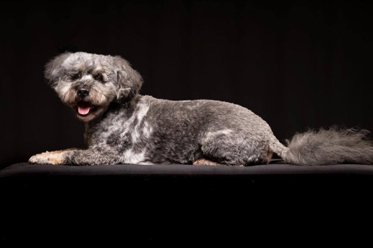 seattle-pet-photographer-2