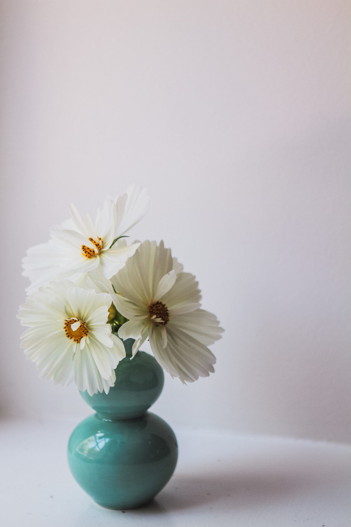 cosmos-garden-flowers-white