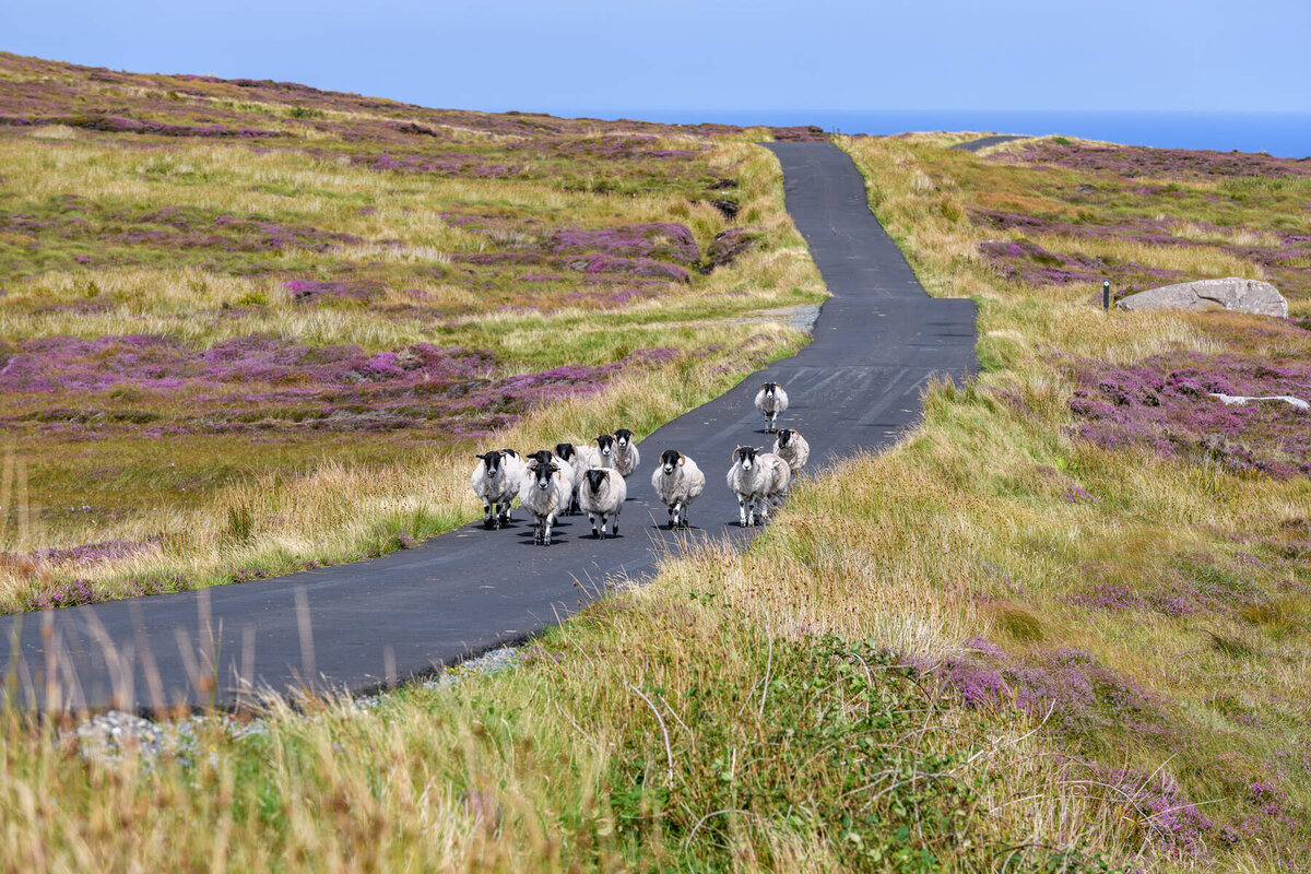 Sheep Walking Road, Arranmore Island, Co  Donegal_Web Size