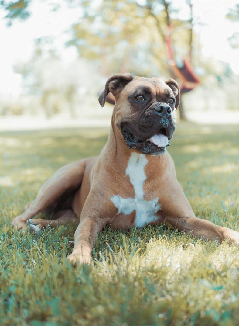 img-ingoodpawsconcierge (6)