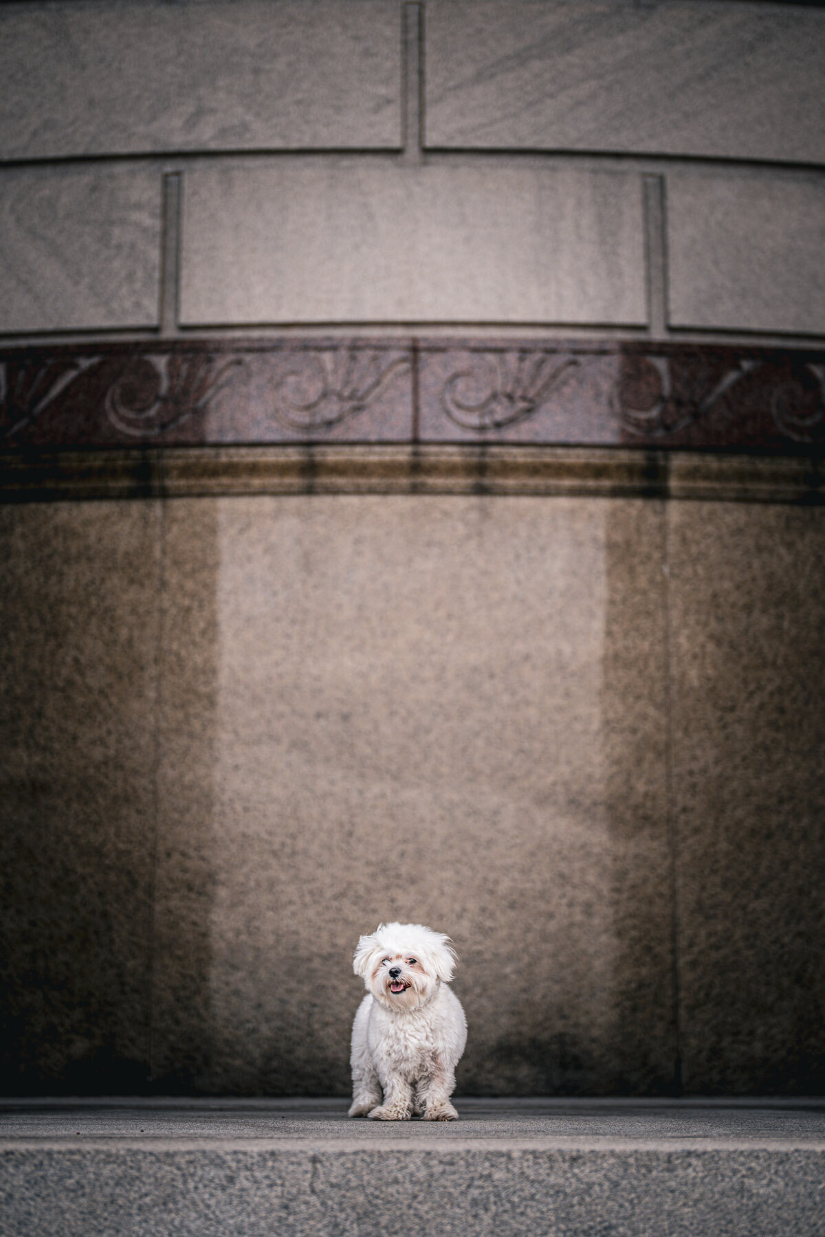 cute maltese portrait framed in the lower third standing in front of a marble and limestone monument