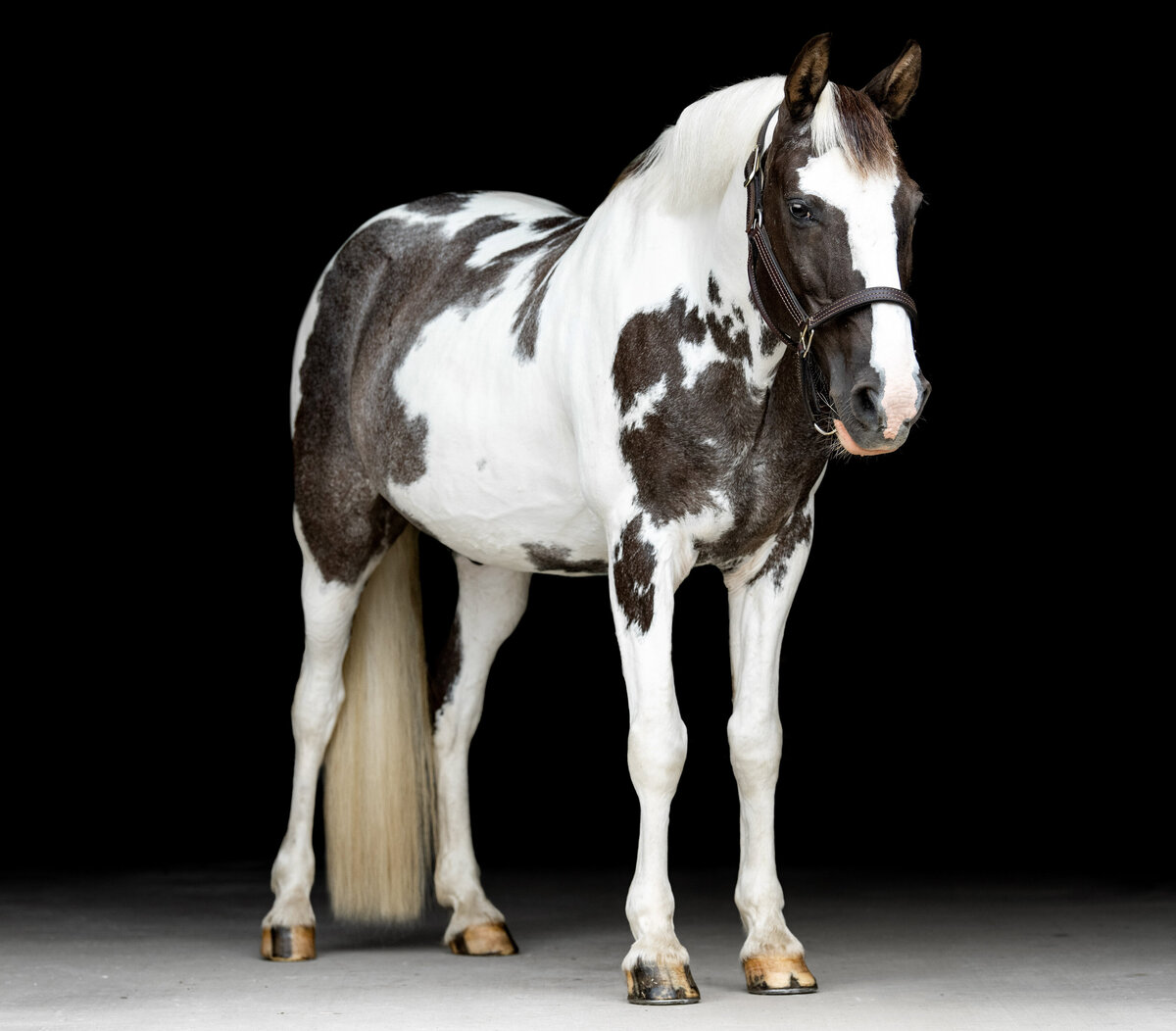 American Paint horse in Southern Tennessee