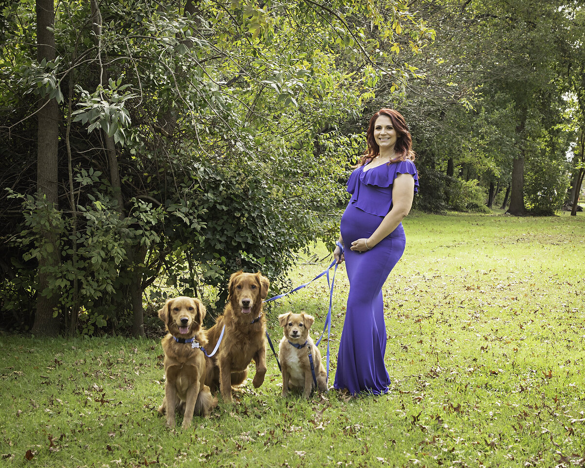 maternity-dogs-golden-retriever-nj