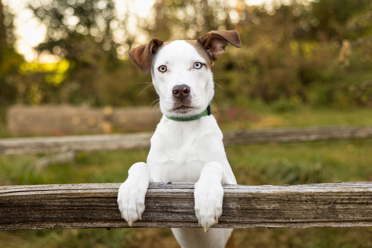 whitedogwithcrookedearsonfence